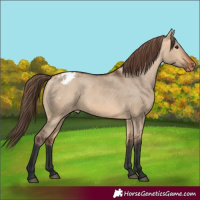 Horse Color:Bay Dun Appaloosa 