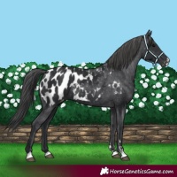 Horse Color:Black Appaloosa 