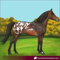 Horse Color:Bay Appaloosa