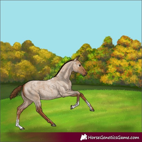 Horse Color:Powder White Gray Red Dun Roan 