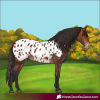 Horse Color:Bay Appaloosa