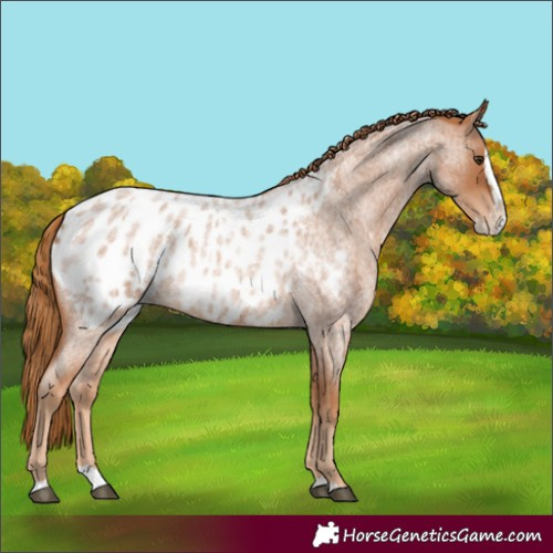 Horse Color:Unknown 