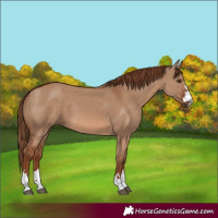 Horse Color:Red Dun