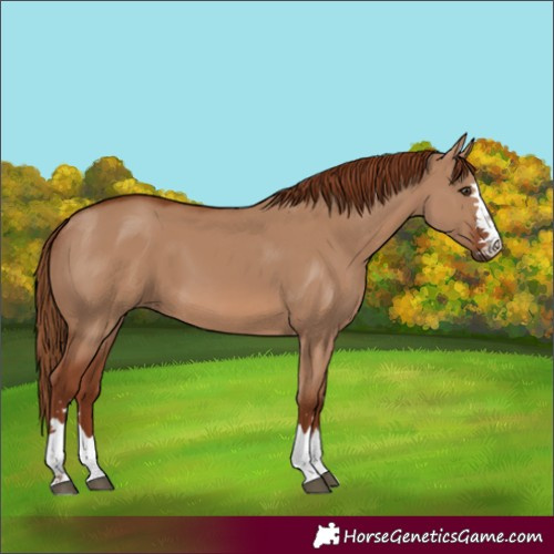 Horse Color:Red Dun 