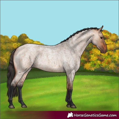 Horse Color:Bay Roan Dun 