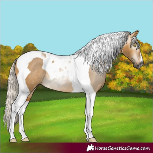 Horse Color:Gray Silver Buckskin Dun Tobiano Rabicano 