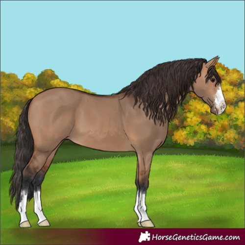 Horse Color:Bay Dun 