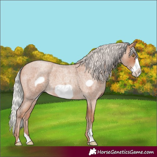 Horse Color:Silver Sable Champagne Roan Frame 