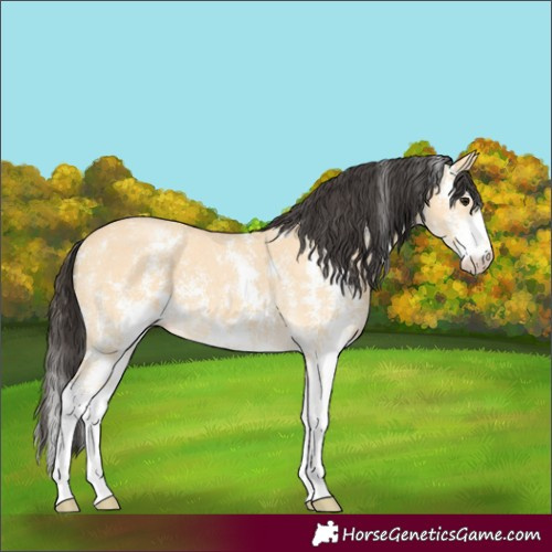 Horse Color:Buckskin Sabino 