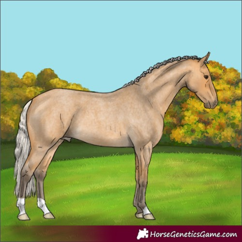 Horse Color:Silver Buckskin Roan