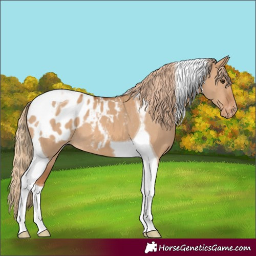 Horse Color:Red Dun Tobiano Appaloosa 