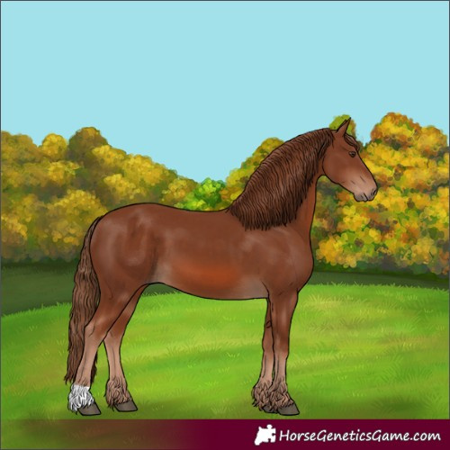 Horse Color:Chestnut 
