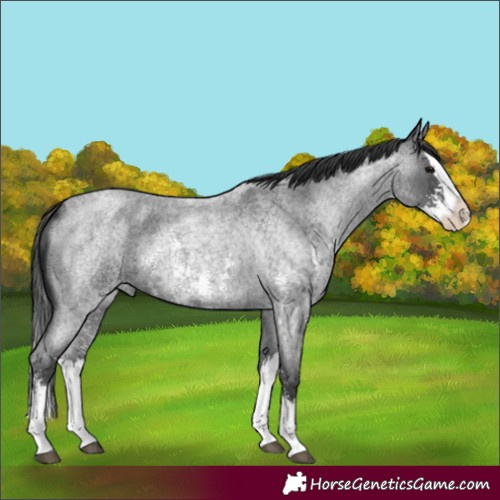 Horse Color:Blue Roan Sabino Splash  and Blue Roan Sabino Splash 