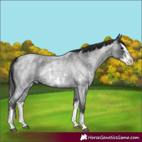 Horse Color:Blue Roan Sabino Splash and Blue Roan Sabino Splash