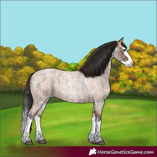 Horse Color:Blue Roan Sabino Splash  and Bay Roan Sabino Splash 