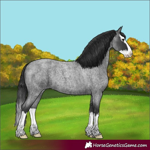 Horse Color:Blue Roan Splash