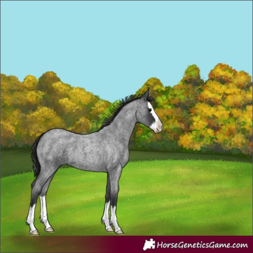 Horse Color:Blue Roan Splash 