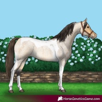 Horse Color:Buckskin Roan Dun Tobiano 