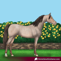 Horse Color:Amber Champagne Roan 