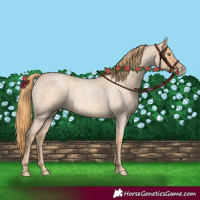 Horse Color:Gold Champagne Roan 