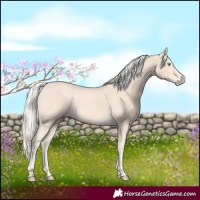Horse Color:Cremello Rabicano