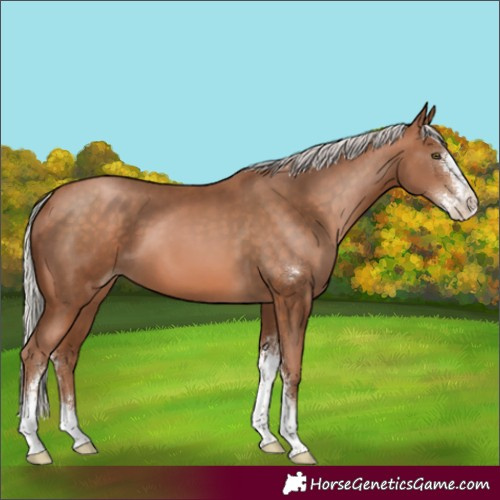 Horse Color:Silver Brown Pearl Sabino