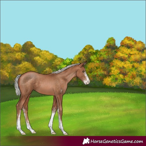 Horse Color:Silver Brown Pearl Sabino 