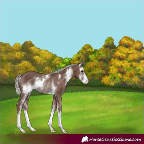 Horse Color:Silver Black Sabino Rabicano