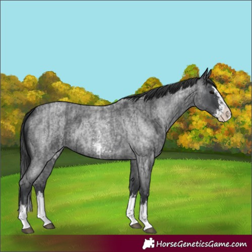Horse Color:Blue Roan Sabino Splash and Blue Roan Sabino Splash