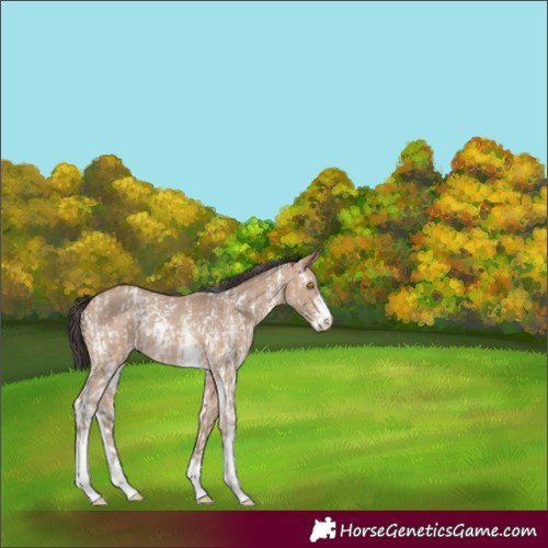 Horse Color:Amber Champagne Sabino  and Amber Champagne Sabino 