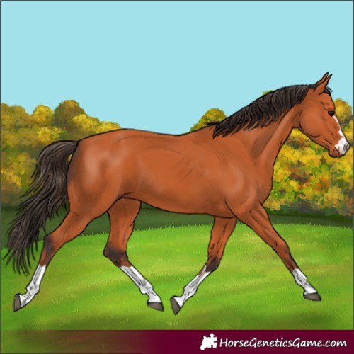 Horse Color:Bay 
