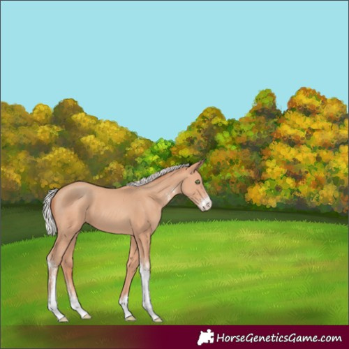 Horse Color:Silver Sable Champagne Sabino