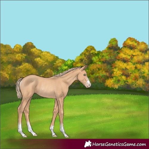 Horse Color:Gold Champagne Rabicano