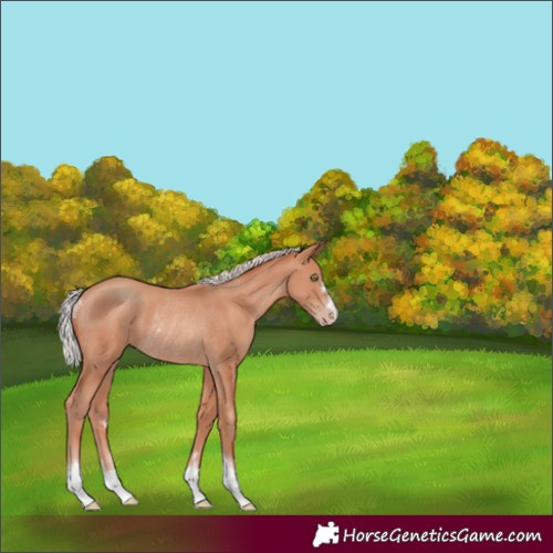 Horse Color:Silver Classic Champagne Rabicano