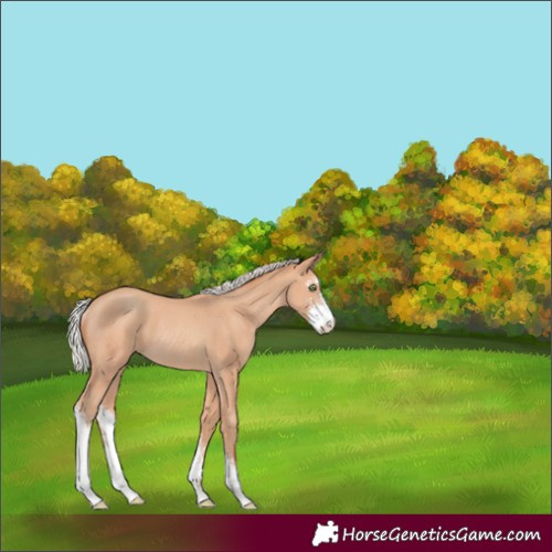 Horse Color:Silver Amber Champagne Sabino Rabicano 