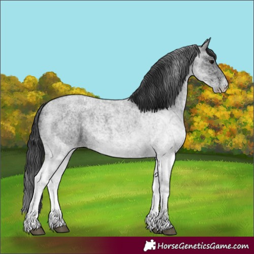 Horse Color:White Spotted Blue Roan 