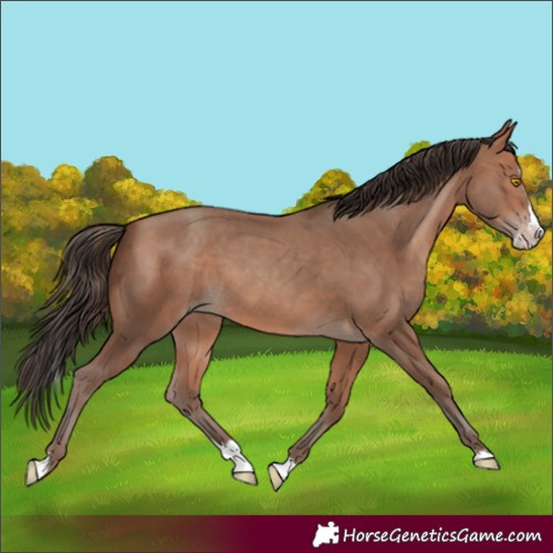 Horse Color:Sable Champagne Splash 