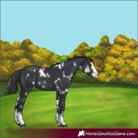 Horse Color:White Spotted Black Splash