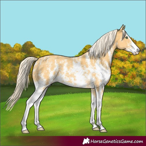 Horse Color:Gold Cream Champagne Sabino 