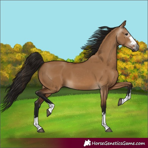 Horse Color:Gray Bay Dun 