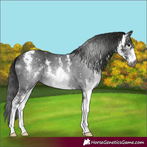 Horse Color:Gray Black Sabino 