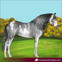 Horse Color:Gray Black Sabino