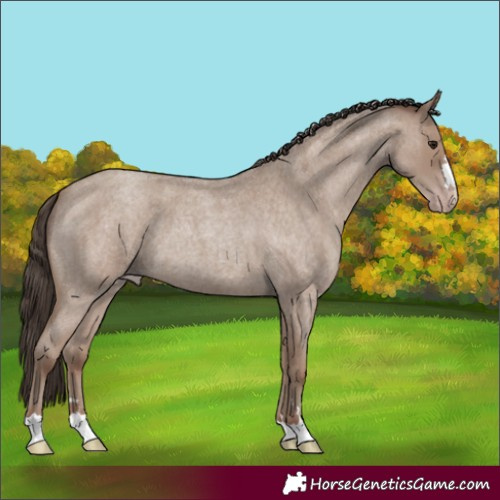 Horse Color:Classic Champagne Roan 