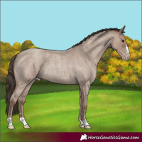 Horse Color:Classic Champagne Roan 