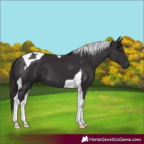 Horse Color:Smoky Black Tobiano 