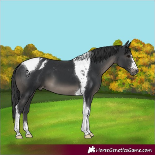Horse Color:Black Tobiano Varnish