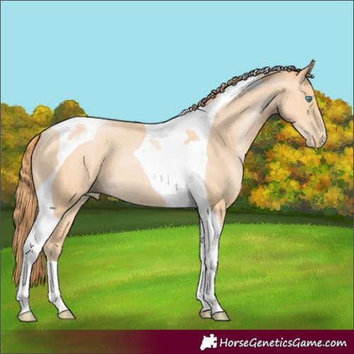 Horse Color:Buckskin Pearl Tobiano