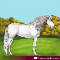 Horse Color:Silver Bay Roan Dun Splash Frame 