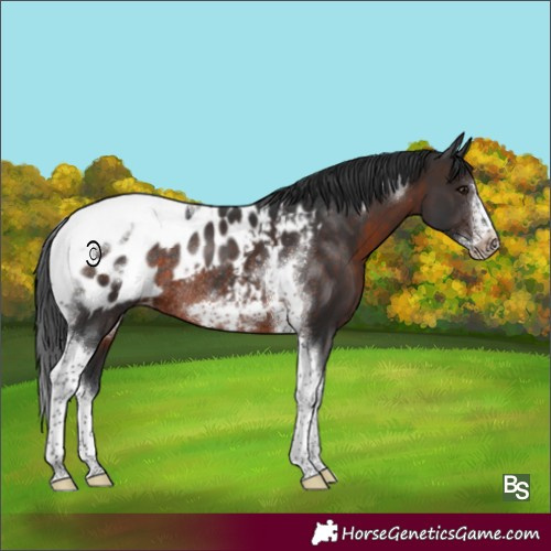 Horse Color:Brown Tobiano Frame Appaloosa Rabicano 