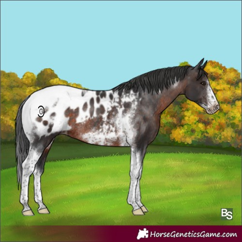 Horse Color:Brown Tobiano Frame Blanket Rabicano 